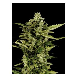 Jack Herer