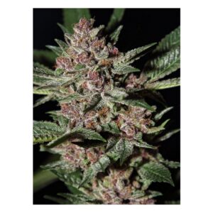 bubba-kush-green-house-seeds.jpg Super Lemon Haze