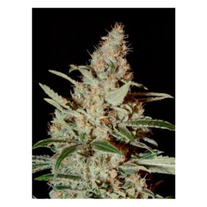 chemdog-green-house-seeds.jpg Super Silver Haze