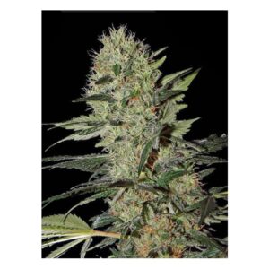 White Rhino