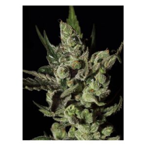Durban Poison