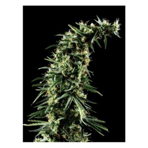 Snow Bud