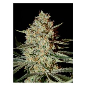 Strawberry Cough