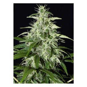 Lemon Skunk