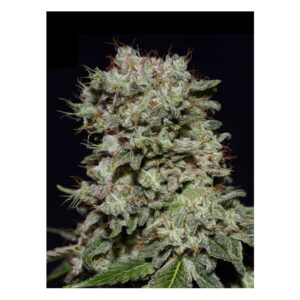Allkush