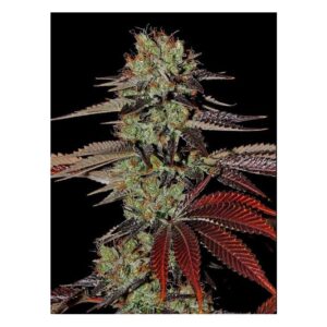 White Widow