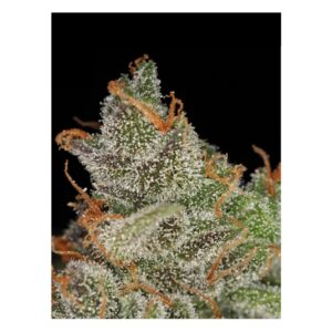 Arjan's Haze #3