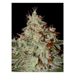 Arjan's Strawberry Haze