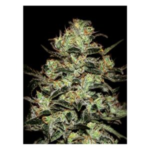 Arjan's Ultra Haze #1
