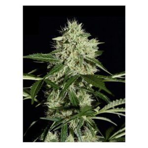 NL5 Haze Mist