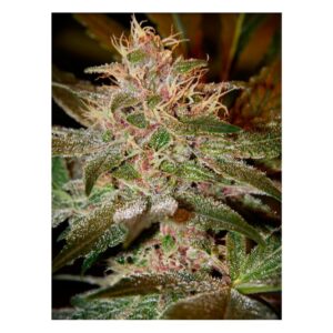 Arjan's Ultra Haze #2