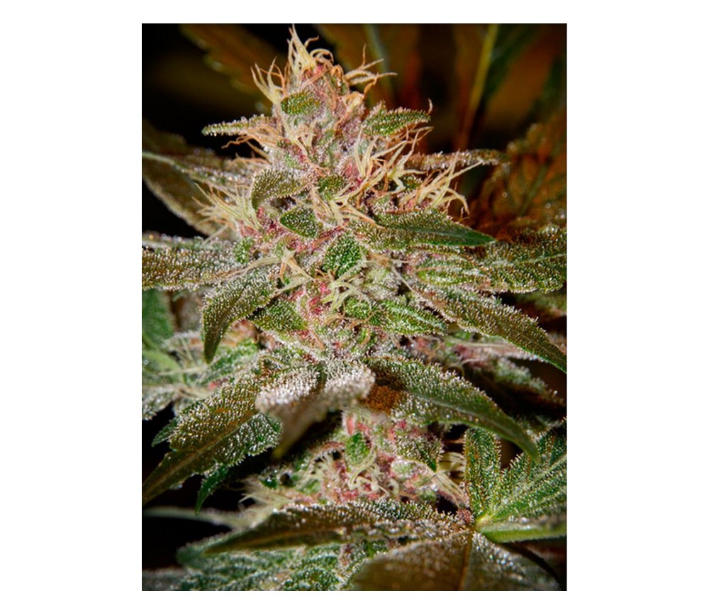 Arjan's Ultra Haze #2