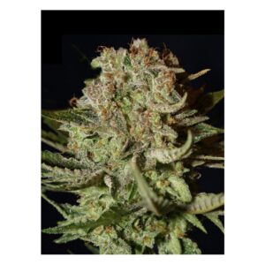 Bubba Kush