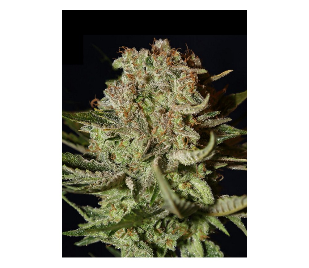Bubba Kush