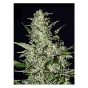 Diesel Glue