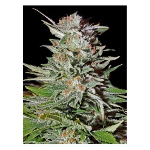 Big Bang Auto