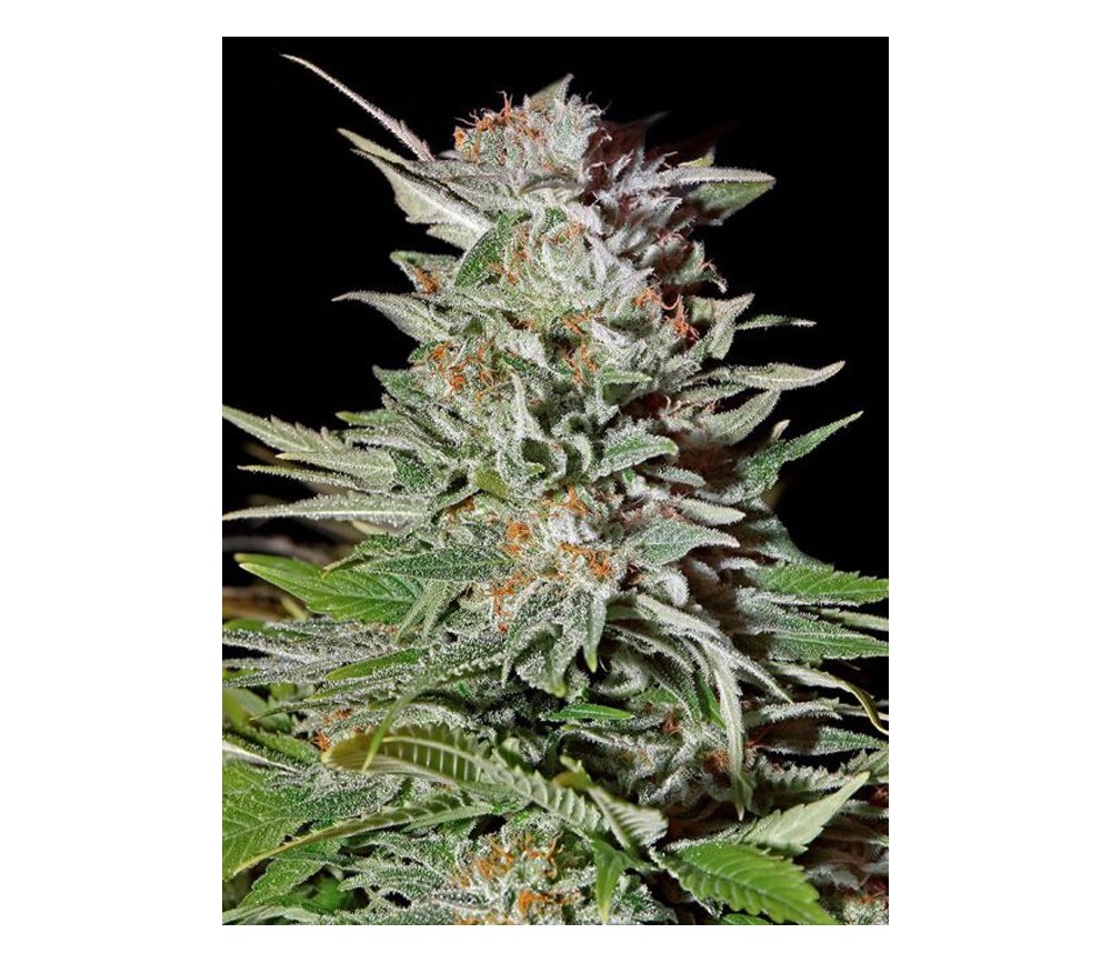 Big Bang Auto