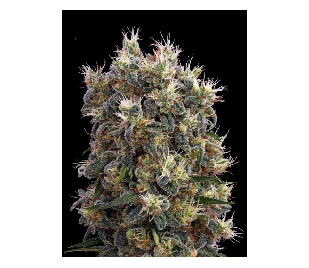 Hawaiian Snow