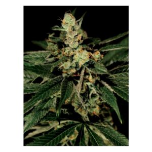 Trainwreck