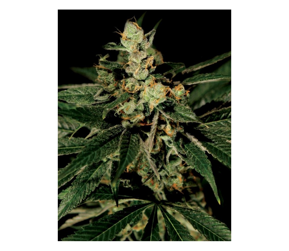 Trainwreck