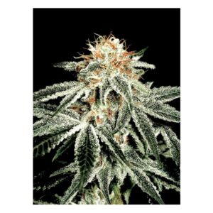 Himalayan Gold