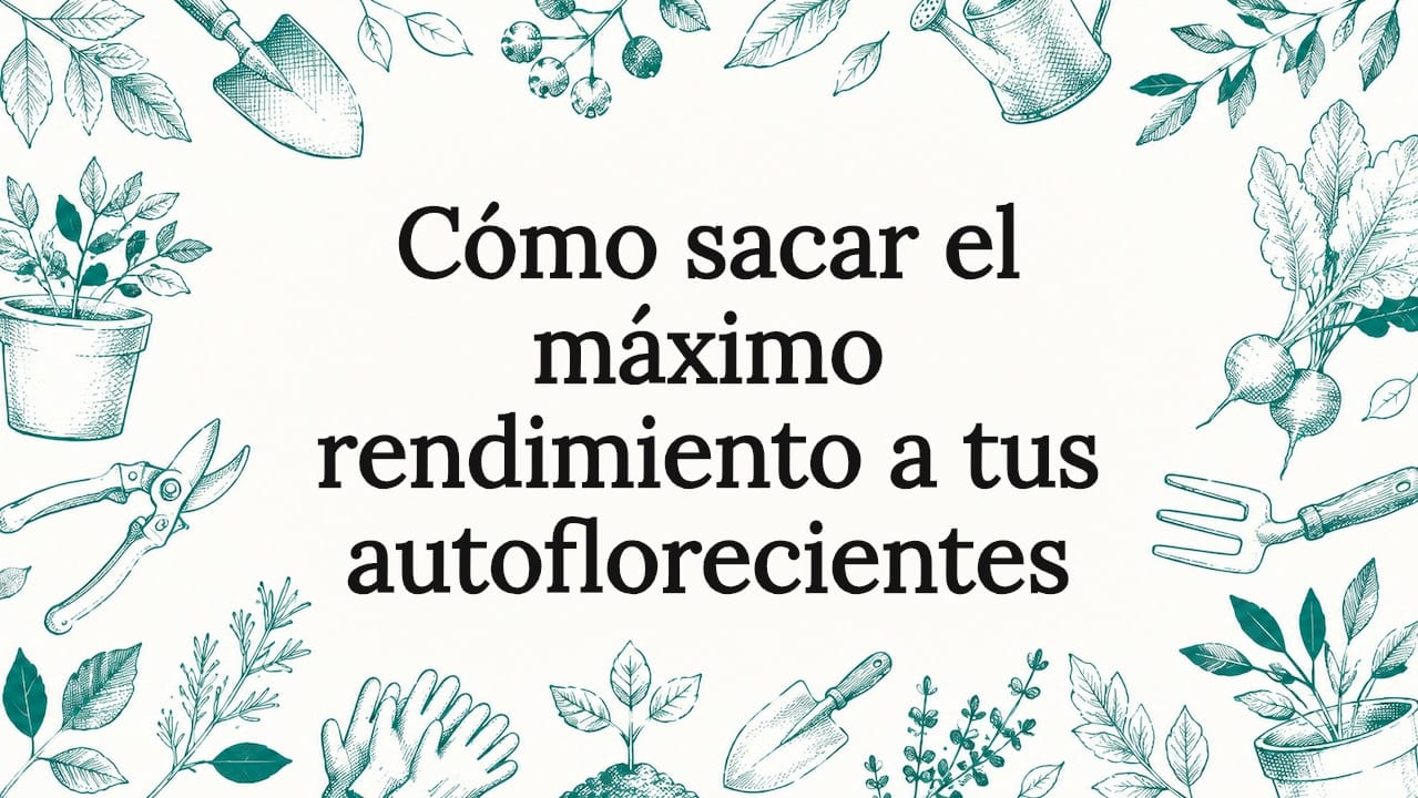 Cómo sacar el máximo rendimiento a tus autoflorecientes