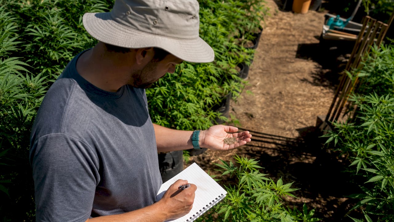 Por qué los cultivadores serios coleccionan genéticas