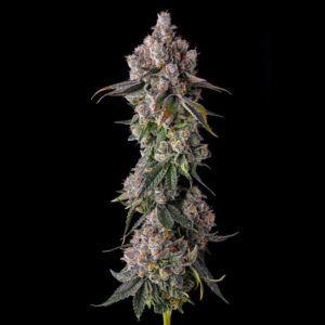 90 Proof : Grape Gas x Pave