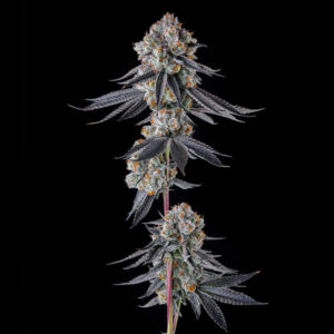 Gastro Funk : Gastro Pop #5 x Black Amber
