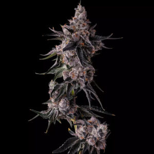 Lemon Cherry Pave : Lemon Cherry Gelato x Pave