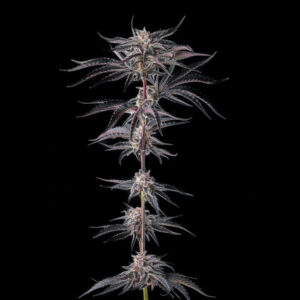 Nakamarra : Pink Certz x Black Amber