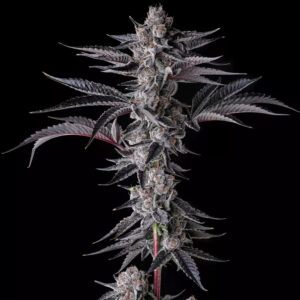New Money : Black Amber x Eye Candy