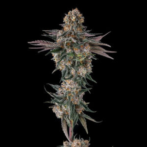 Orange-Moon-Ice-Cream-Man-5-x-Black-Amber-3-u-Fem-Compound-Genetics.jpg Orange Moon : Ice Cream Man #5 x Black Amber
