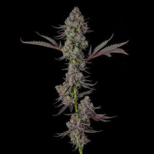 Philbo-Baggins-Deadhead-OG-x-Eye-Candy-3-u-Fem-Compound-Genetics.jpg Philbo Baggins : Deadhead OG x Eye Candy