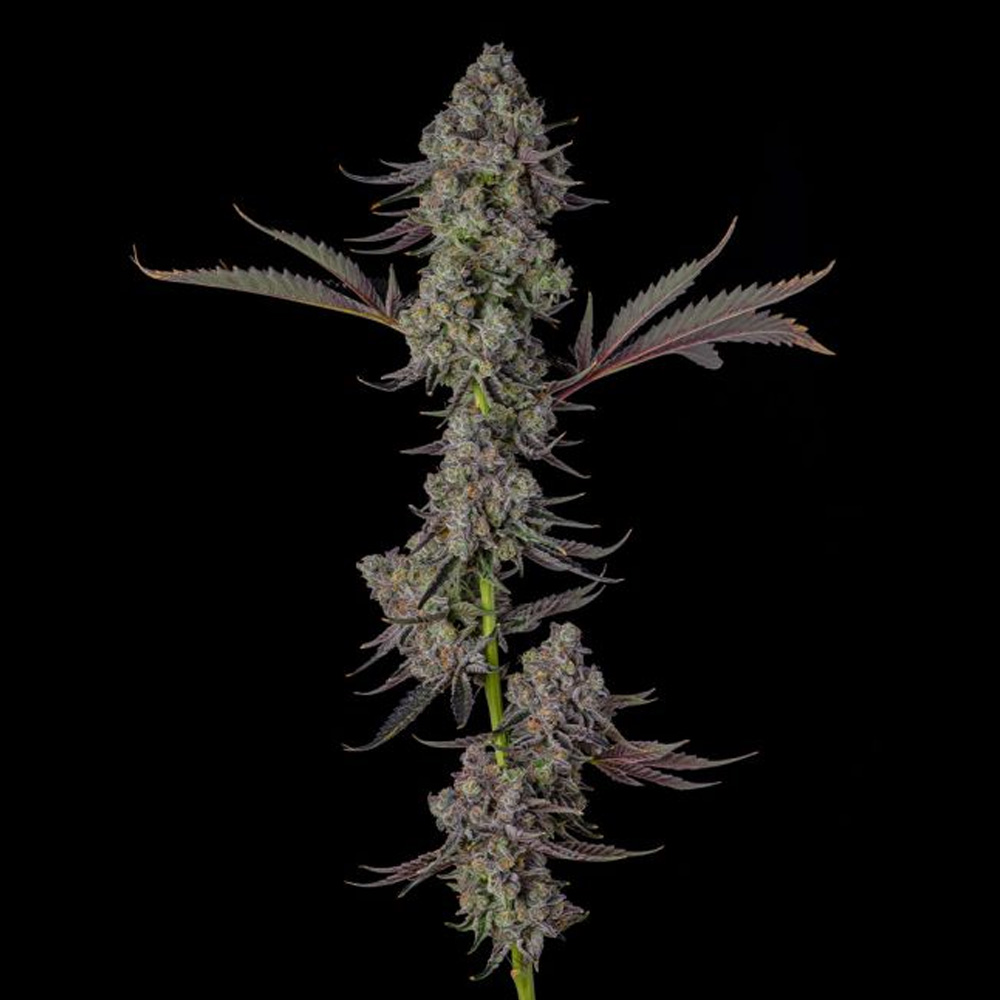 Philbo Baggins : Deadhead OG x Eye Candy