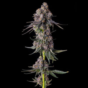 Rainbow-Guave-Rainbow-Guava-x-Pave-3-u-Fem-Compound-Genetics.jpg Rainbow Guave : Rainbow Guava x Pave