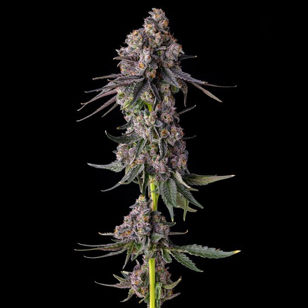 Rainbow Guave : Rainbow Guava x Pave
