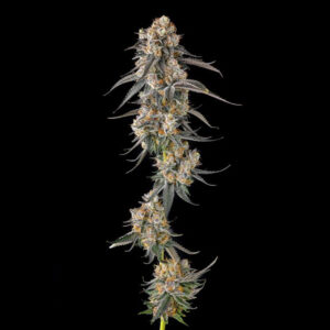 Solazo-Pinana-x-Black-Ambers-3-u-Fem-Compound-Genetics.jpg Solazo : Pinana x Black Amber