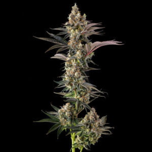 Tostones-Private-Banana-x-Black-Amber-3-u-Fem-Compound-Genetics.jpg Tostones : Private Banana x Black Amber
