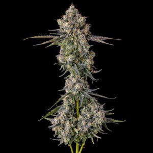 Zhampagne-Blue-Nerdz-Blue-Cookies-x-Zkittlez-x-Pave-3-u-Fem-Compound-Genetics.jpg Zhampagne : Blue Nerdz x Pave