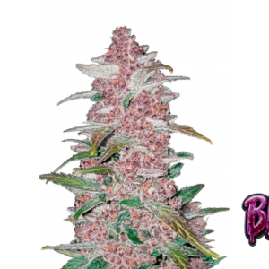Blackberry Auto