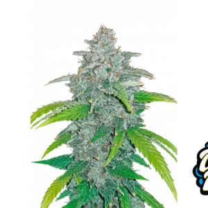 Blue Dream Auto
