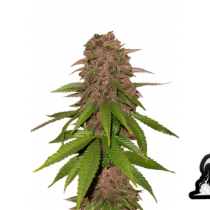 C4 Auto