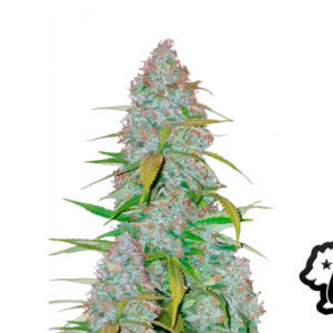 Californian Snow Auto