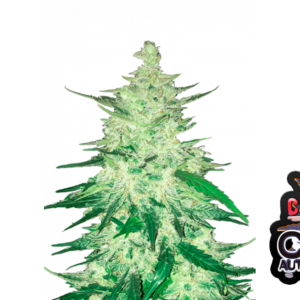 CBD 1:1  Auto Feminised Seeds (formerly Crack CBD Auto)