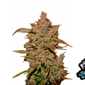 Crystal METH Auto