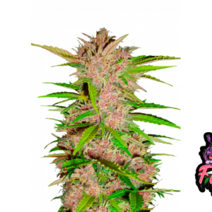 Fastberry Auto