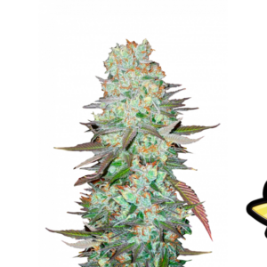 G14 Auto