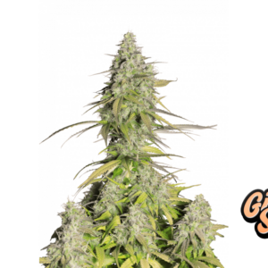 Girl Scout Cookies Auto