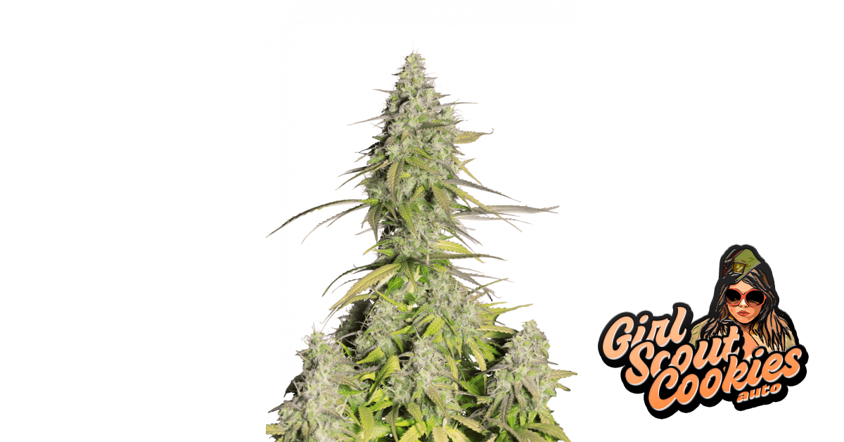 Girl Scout Cookies Auto